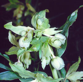Marxívol ("Helleborus foetidus")