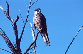 Falcó marí ("Falco eleonorae")