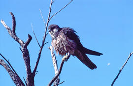 Falcó marí ("Falco eleonorae")