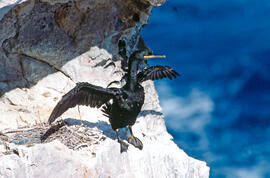 Corb marí ("Phalacrocorax aristotelis")