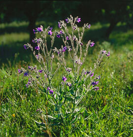 Borratja ("Borago officinalis")