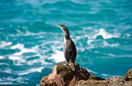 Corpatassa ("Phalacrocorax carbo")