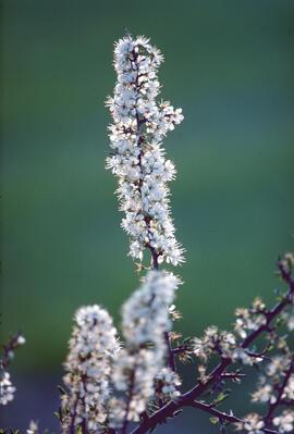 Espirea ("Spiraea tomentosa")
