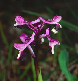 Abellera banyuda ("Ophrys longicornu")