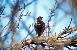 Estornell ("Sturnus vulgaris")