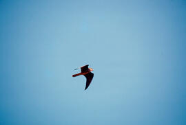 Falcó marí ("Falco eleonorae")