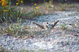Tiruril·lo ("Charadrius alexandrinus")
