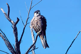Falcó marí ("Falco eleonorae")