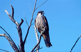 Falcó marí ("Falco eleonorae")