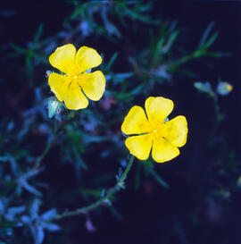 Estepa groga ("Fumana procumbens")