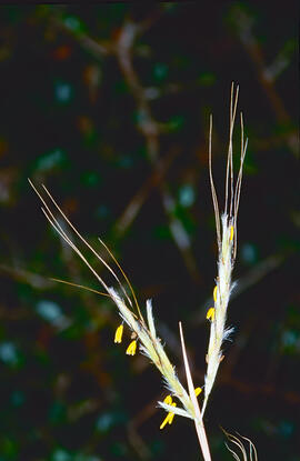 Fenal ("Hyparrhenia hirta")