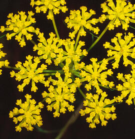 "Zizia aurea"