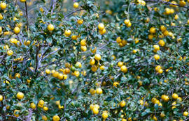 Llimonera ("Citrus limonum")