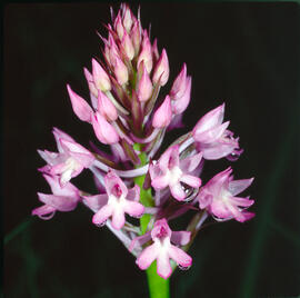 Abellera olorosa ("Anacamptis coriophora")