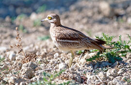 Sebel·lí ("Burhinus oedicnemus")