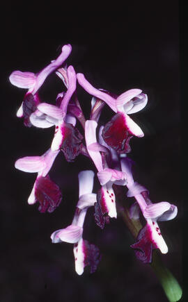 Orquídia ("Orchis mascula")