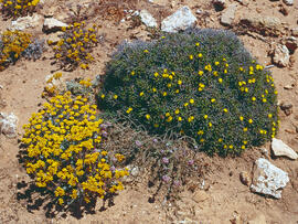 Coixinet de monja ("Launaea cervicornis") i botgeta alpestre ("Alyssum alpestre&qu...