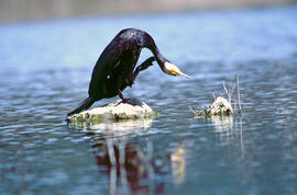 Corpatassa ("Phalacrocorax carbo")