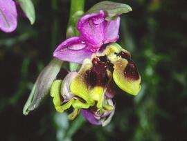 Abellera vermella ("Ophrys tenthredinifera")