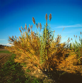 Canya comuna ("Arundo donax")