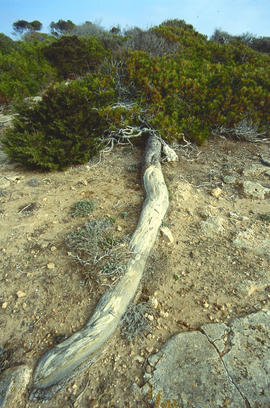 Paisatge de mates baixes i pinar