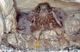 Cria de xoric ("Falco tinnunculus")