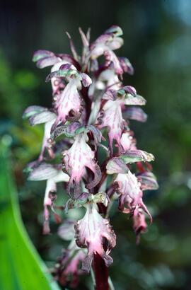 Mosques grosses ("Himantoglossum robertianum")