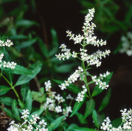 "Aconogonum alpinum"