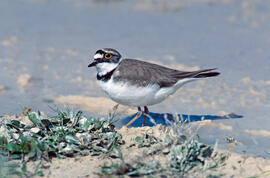 Tiruril·lo ("Charadrius alexandrinus")