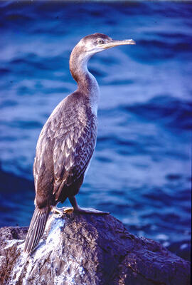 Corpatassa ("Phalacrocorax carbo")