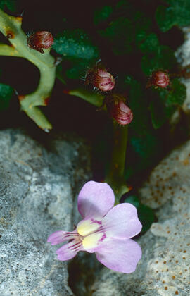 Picardia ("Cymbalaria muralis")