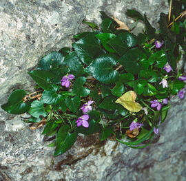 Viola ("Viola alba")