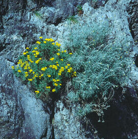 Coronilla ("Coronilla glauca") i flor de mort ("Helichrysum")