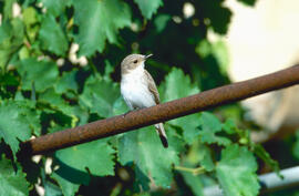 Picamosques ("Muscicapa striata")