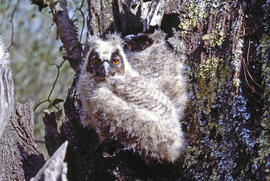 Mussol jove ("Otus scops")