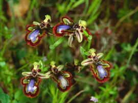 Abellera de mirall ("Ophrys speculum")