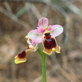 Abellera vermella ("Ophrys tenthredinifera")