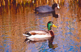 Collblau ("Anas platyrhynchos")