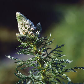 Gabarró ("Reseda luteola")