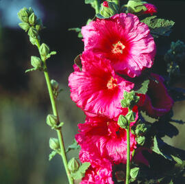 Malva reial ("Alcea rosea")