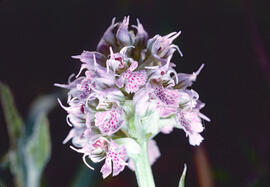 Orquídia ("Neotinea tridentata")