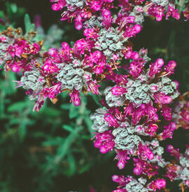 Farigola ("Teucrium capitatum")
