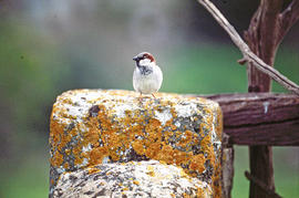 Gorrió ("Passer domesticus")