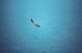Falcó mostatxut ("Falco subbuteo") volant