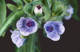 Llapassera ("Cynoglossum creticum")