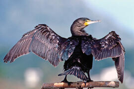 Corpatassa ("Phalacrocorax carbo")