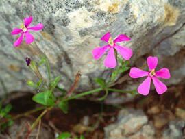Clavell ("Silene pseudoatocion")