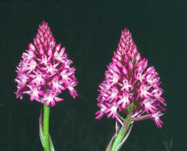 Abellera olorosa ("Anacamptis coriophora")