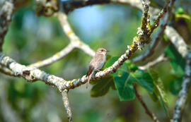 Picamosques ("Muscicapa striata")