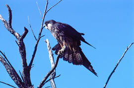 Falcó marí ("Falco eleonorae")